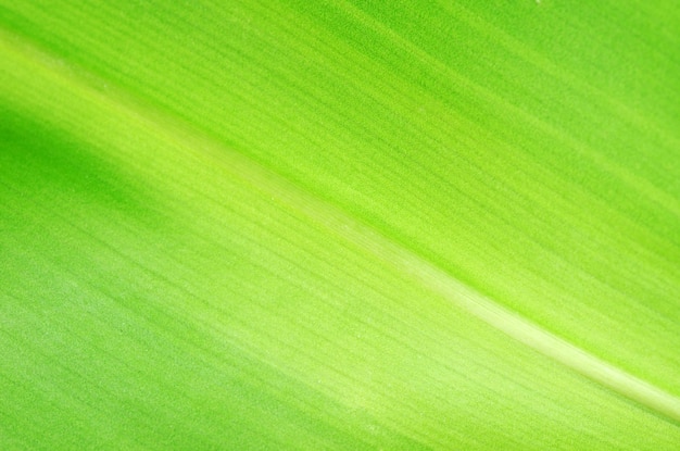 Texture of a green leaf as background