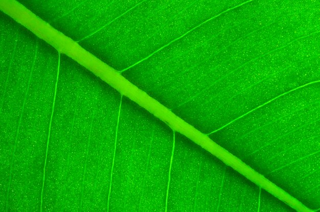 Texture of a green leaf as background