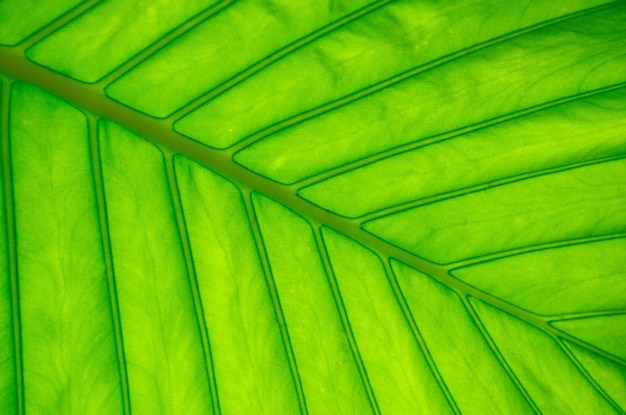 Texture of a green leaf as background