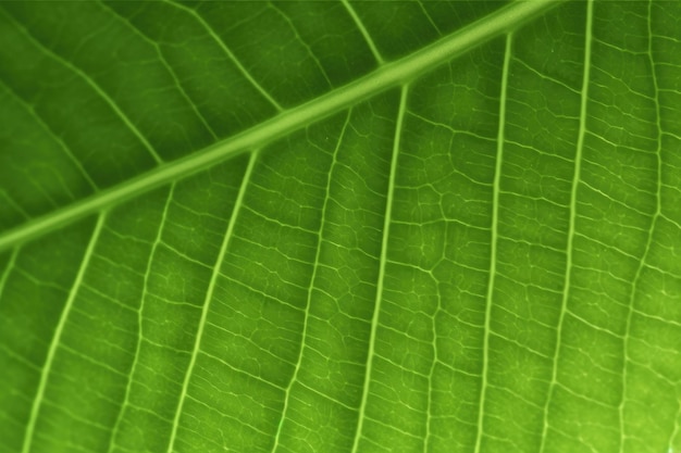 Texture of green leaf closeup for background