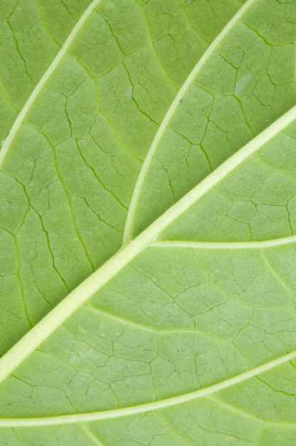 Texture of a green leaf of a plant close up