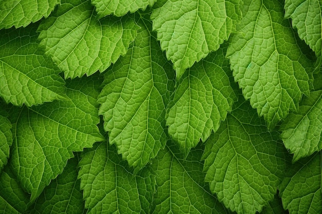 Texture of a green leaf used as a background