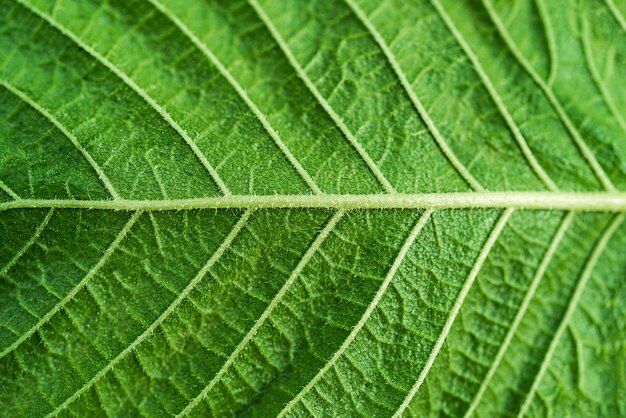 Texture of green leaf with veins in close-up shot