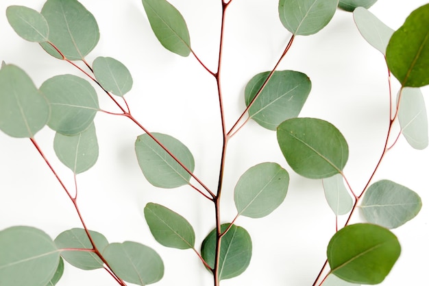 Texture green leaves eucalyptus isolated on white background