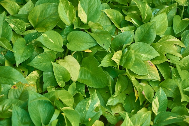 Texture of green leaves forming part of a typical Caribbean vegetation with a very high level of resolution