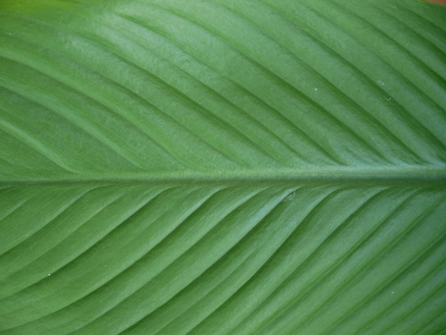 緑の葉の質感、植物の背景