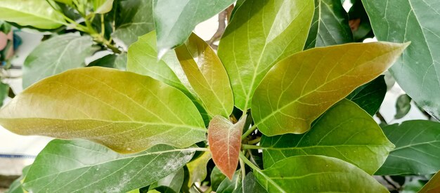 The texture of the green leaves of the plant