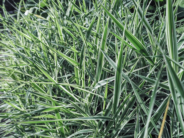 The texture of green leaves of reeds. Bush green bamboo. Green Bush of a young bamboo plant.