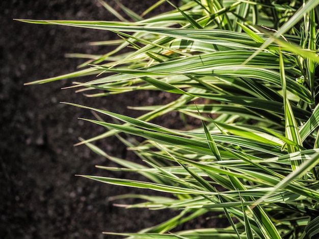 The texture of green leaves of reeds