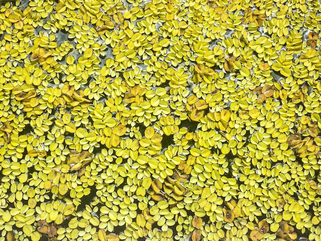 水中の緑の葉の質感