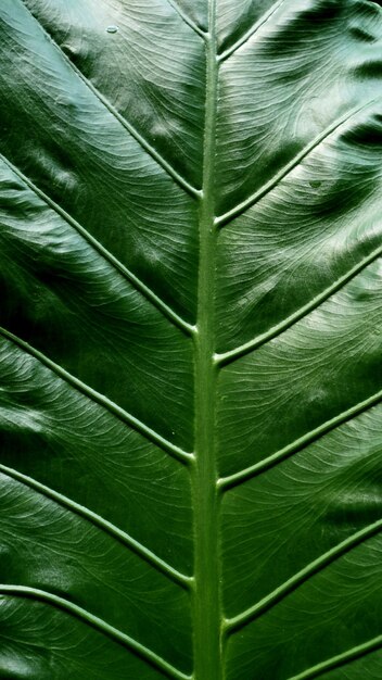 Texture green leaves