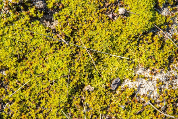 背景の緑の苔のテクスチャ