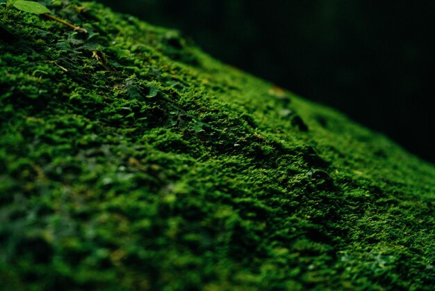 Texture of green moss and leaves on stone background