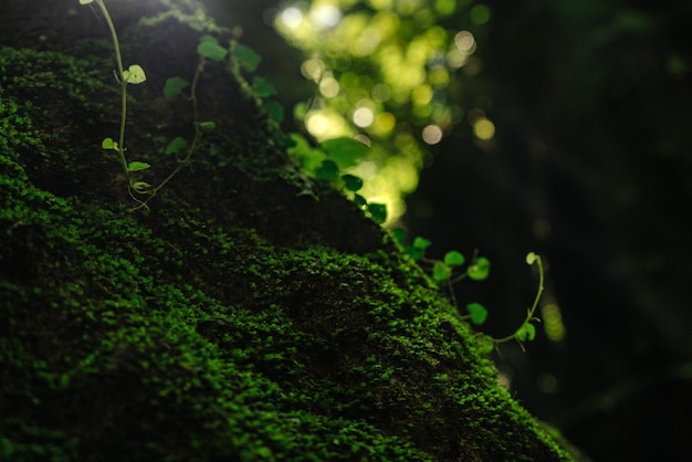 Texture di muschio verde e foglie su sfondo di pietra