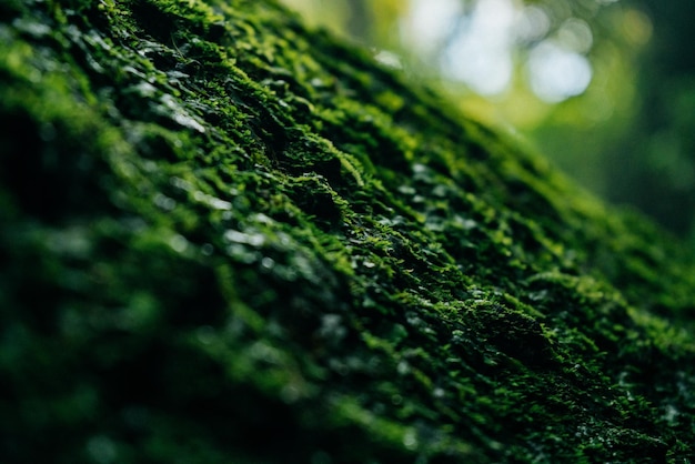 Texture of green moss and leaves on stone background