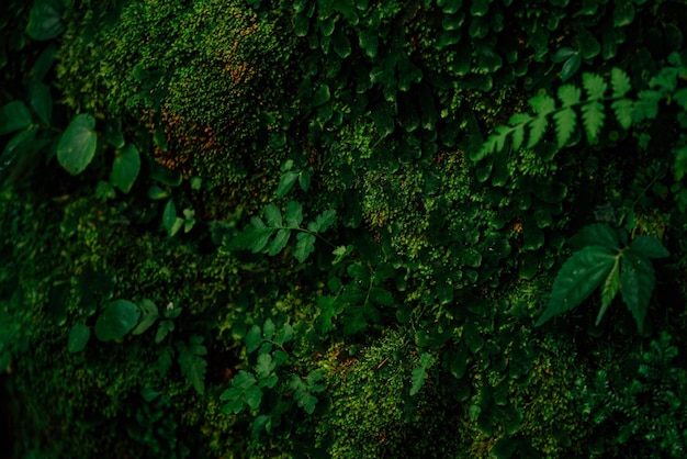 Texture of green moss and leaves on stone wall background