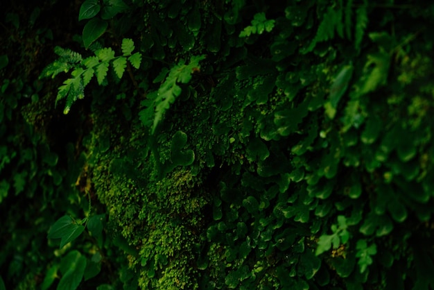 Текстура зеленого мха и листьев на фоне каменной стены