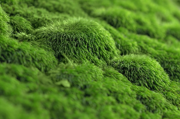 Texture of green moss on a rock.