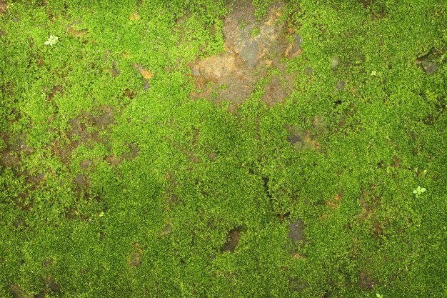 石の壁の背景に緑の苔の質感