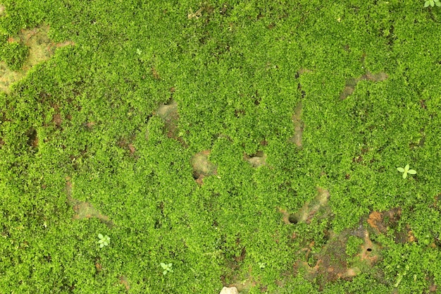 Texture of green moss on stone wall background