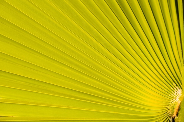 Texture of Green Palm Leaf Pattern Backround