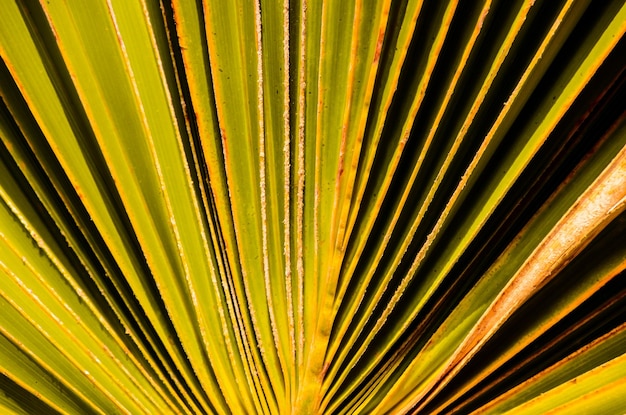 Texture of Green Palm Leaf