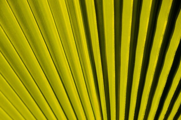 Texture of Green Palm Leaf