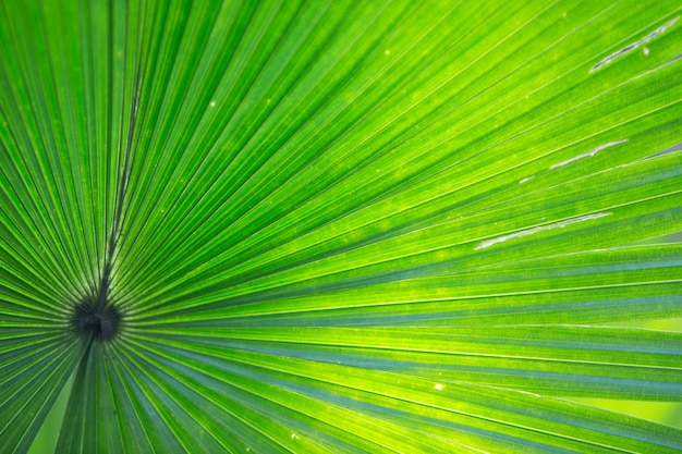 Texture of Green palm Leaf