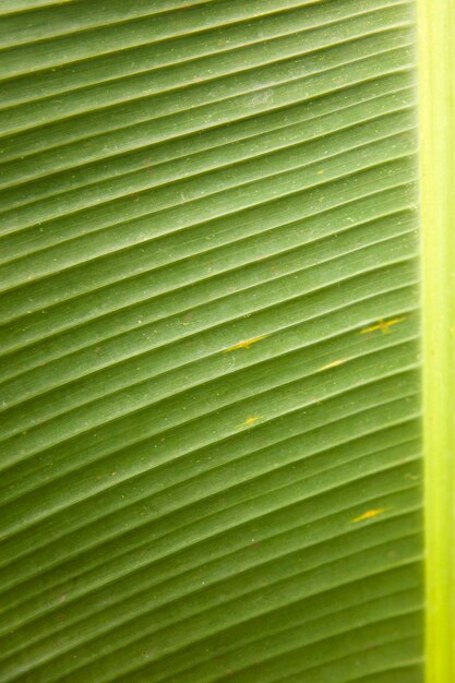 Texture of the green palm leaf