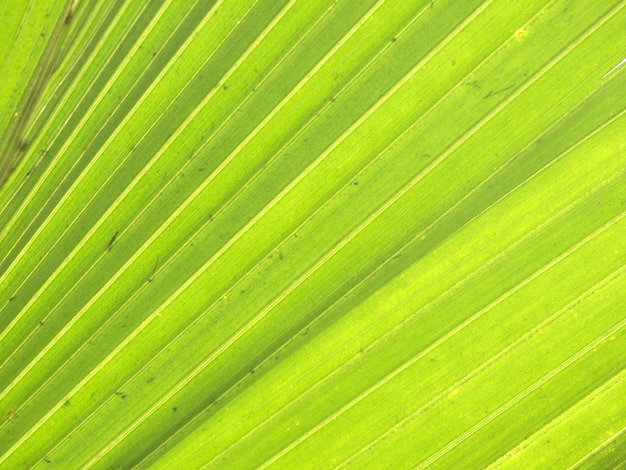 Texture of Green palm Leaf