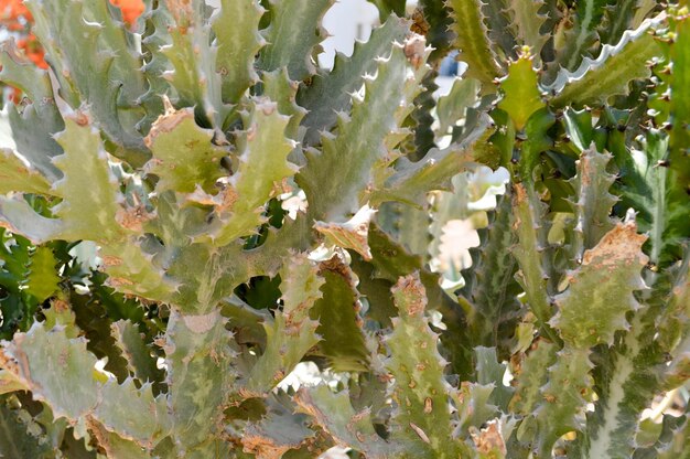 とげのある緑のとげのある自然なメキシコの熱い新鮮な強い美しい砂漠のサボテンの質感