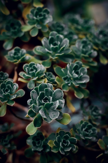 Texture of green succulent leaf close up