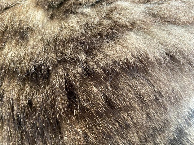 Premium Photo | The texture of the hairy feline brown and gray fluffy ...