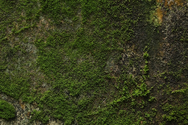 texture of the house wall