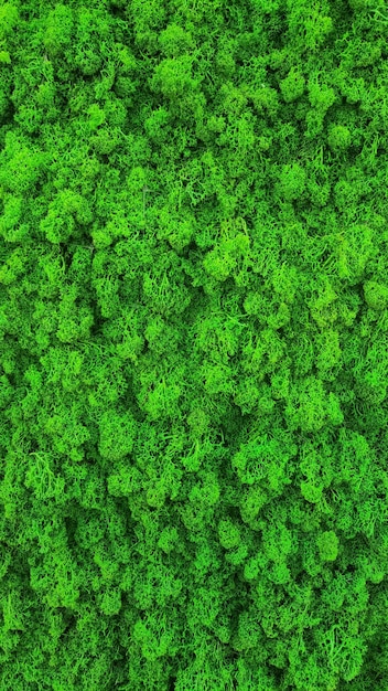 Texture for interior of green moss natural wallpaper vertical photo close up natural background