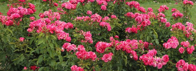 Texture for landscape designers Panorama with a beautiful carpet of scarlet roses