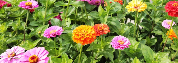 Texture for landscape designers Panorama with a carpet of multicolored chrysanthemums