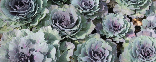 Texture for landscape designers panorama with a flower bed of\
ornamental cabbage