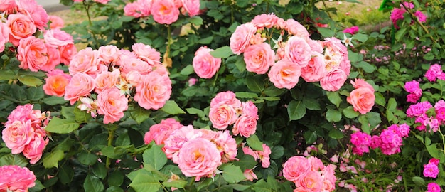 Texture for landscape designers Panorama with a variety of interesting roses Nice view the garden
