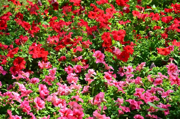 The texture of a large number of different colorful flowers planted in a flower bed