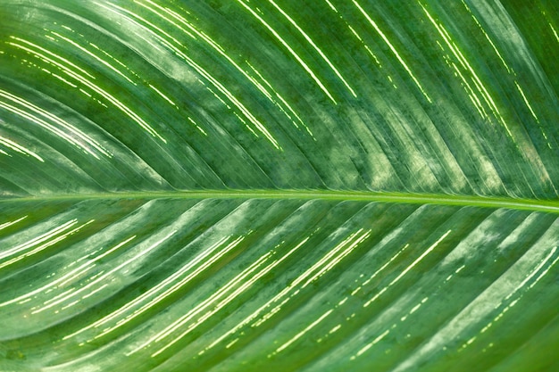 Texture of a large tropical green leaf with white line.