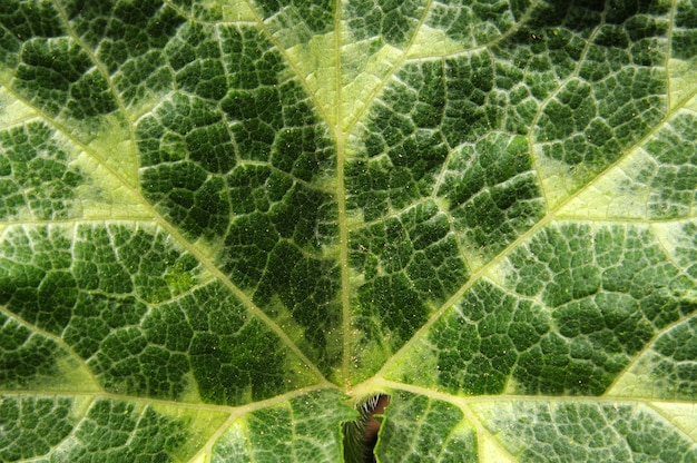 texture of leaf from a pumpkin bush