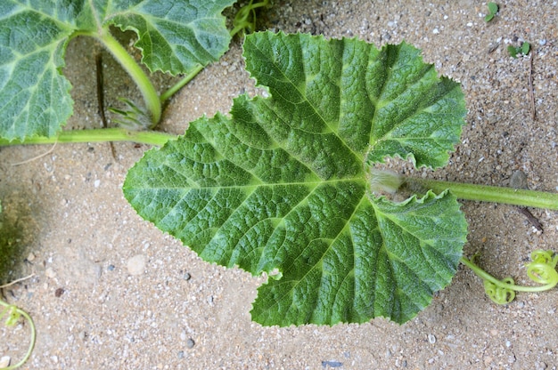texture of leaf from a pumpkin bush