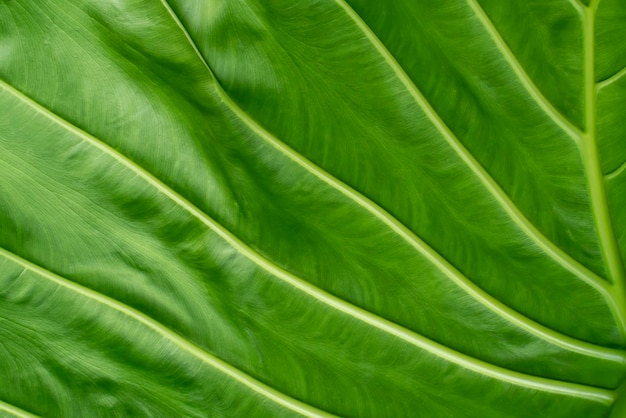 Texture of the leaf of a tropical plant Macro photo of a tropical plant