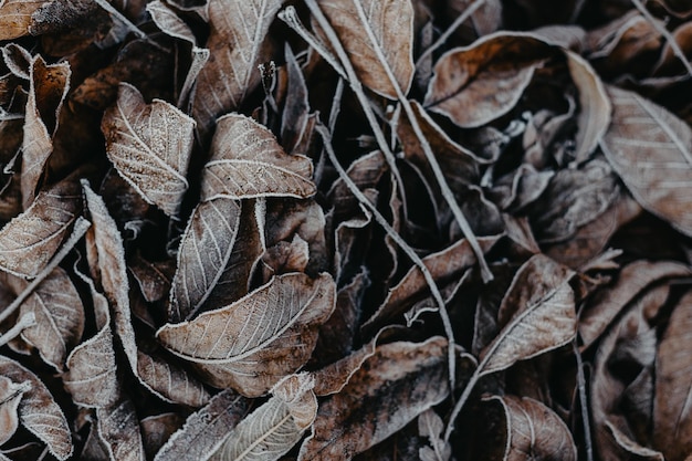 Texture of leaves covered with snow and ice on a winter day