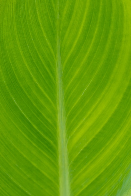 Texture of the leaves for making the background