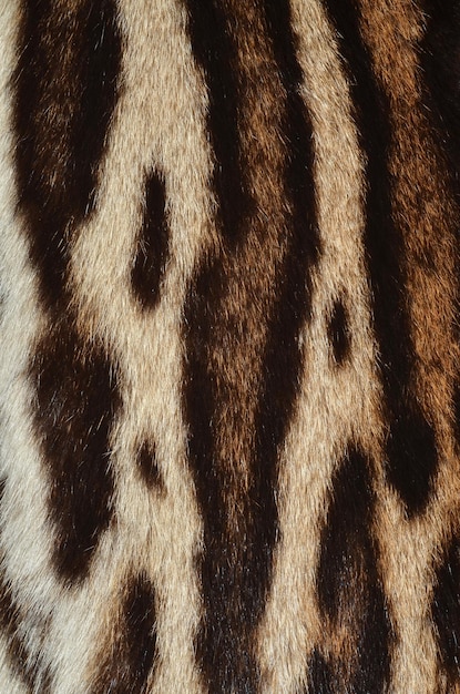 The texture of a leopard skin