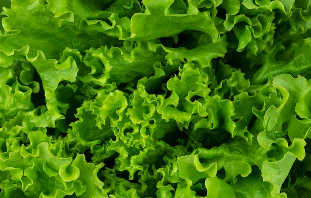 Texture of lettuce leaves close-up