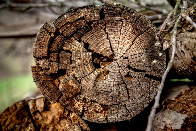 Texture legno chiaro grande corteccia vecchio ceppo