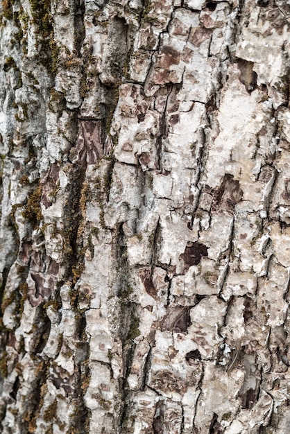 Texture light wood large bark old stump